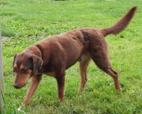Bruce - Photo 3