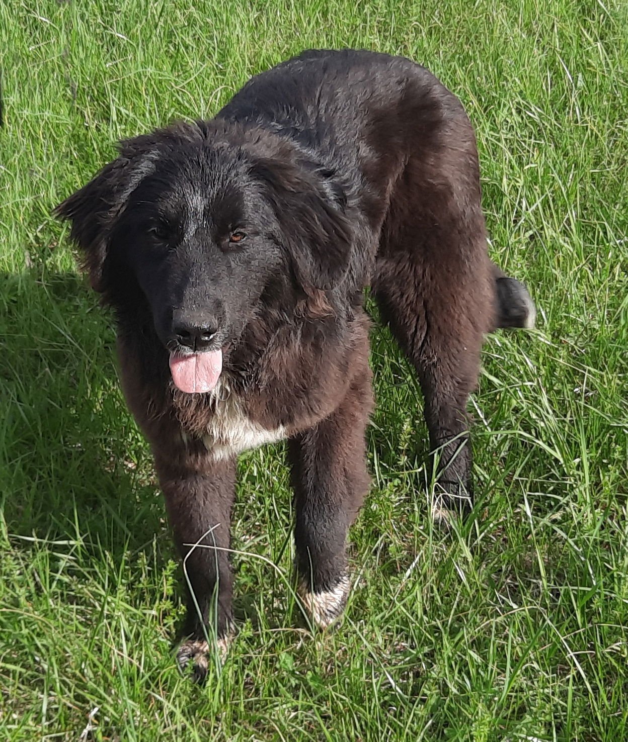 ANGIE - Anatolian Shepherd / Australian Shepherd available for adoption