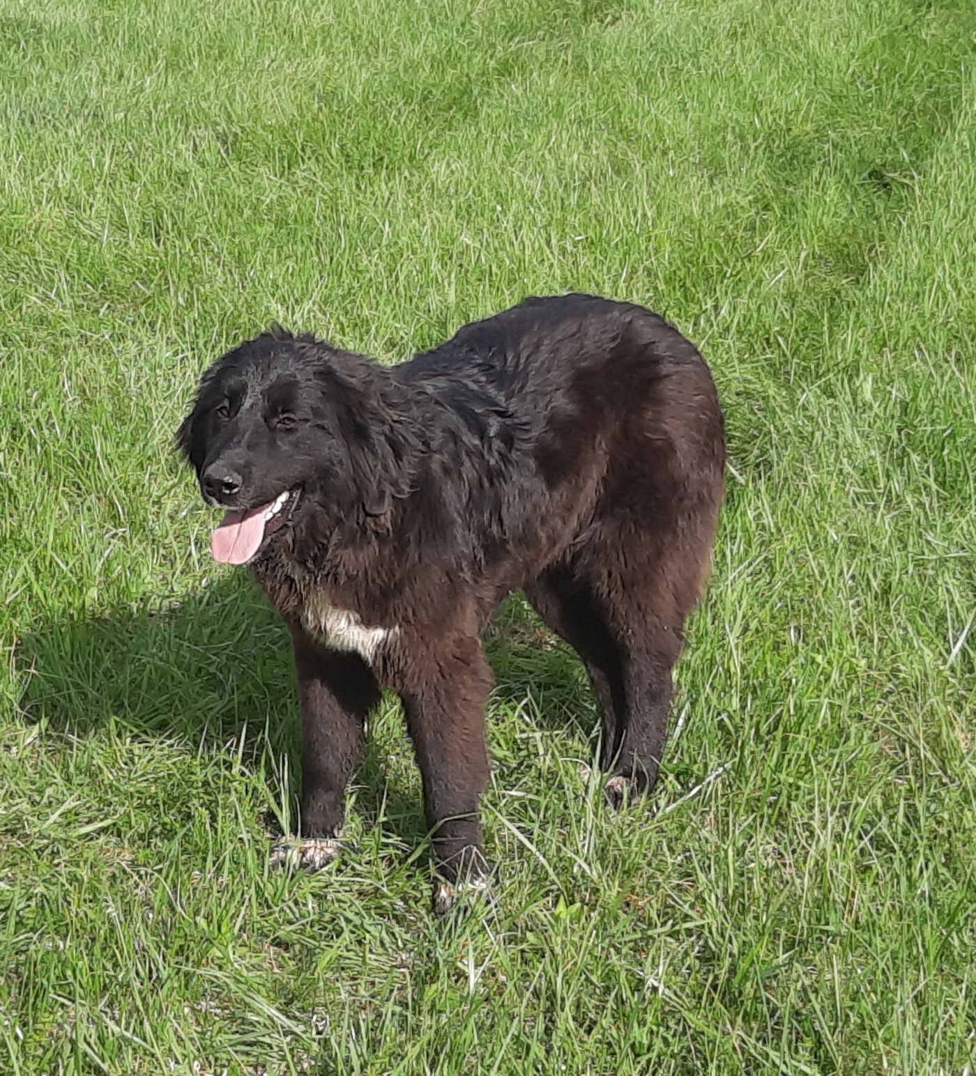 ANGIE - Anatolian Shepherd / Australian Shepherd available for adoption