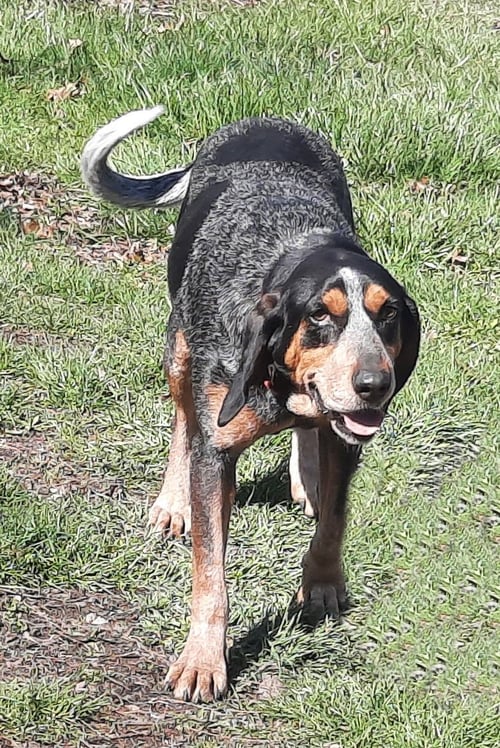 CHER - Bluetick Coonhound available for adoption