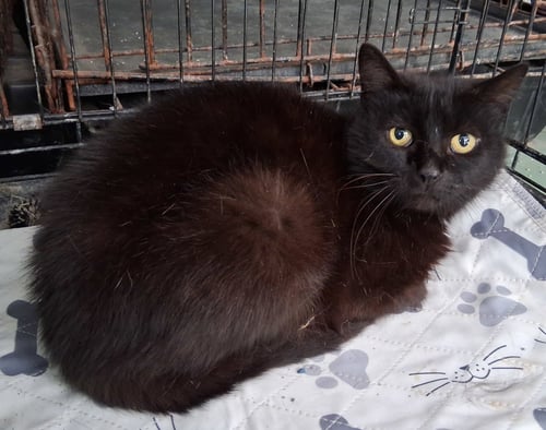 CHARLOTTE - Domestic Short Hair for adoption in Parkersburg