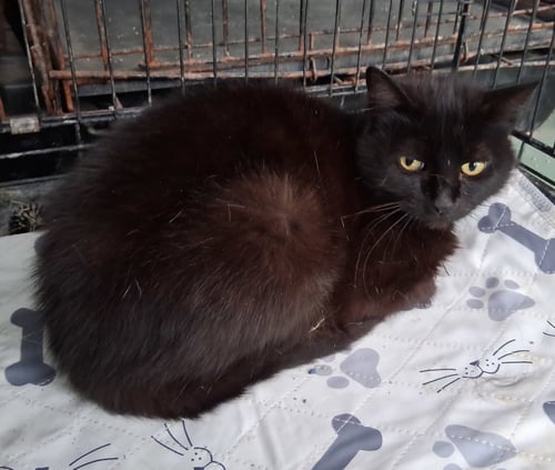CHARLOTTE - Domestic Short Hair available for adoption