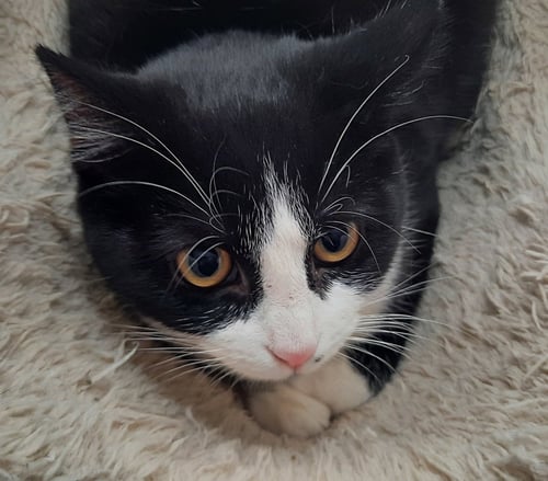 JUDY - Domestic Short Hair available for adoption