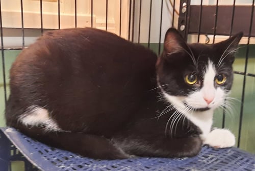 JUDY - Domestic Short Hair for adoption in Parkersburg
