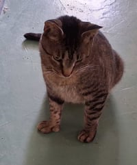 Whiskers - Photo 4