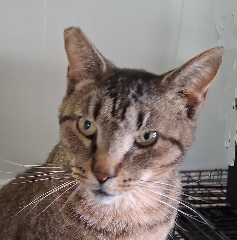 Whiskers Image
