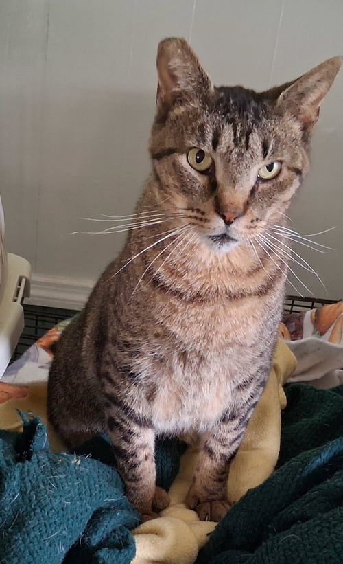WHISKERS - Tabby available for adoption