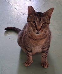 Whiskers - Photo 3