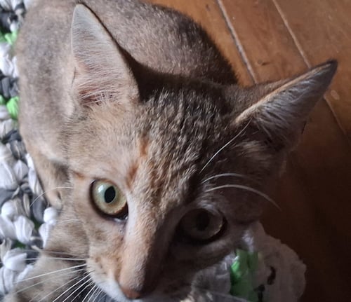 KENNEDY - Domestic Short Hair for adoption in Parkersburg