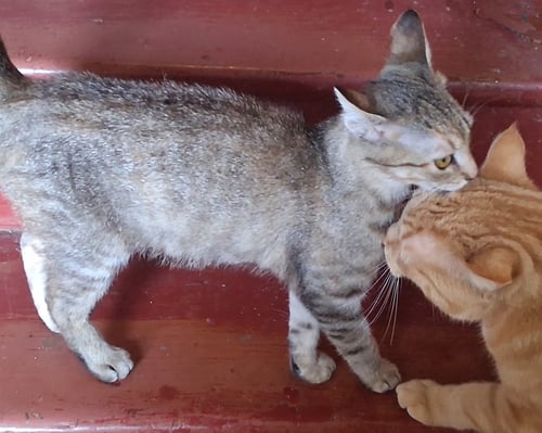 KENNEDY - Domestic Short Hair available for adoption