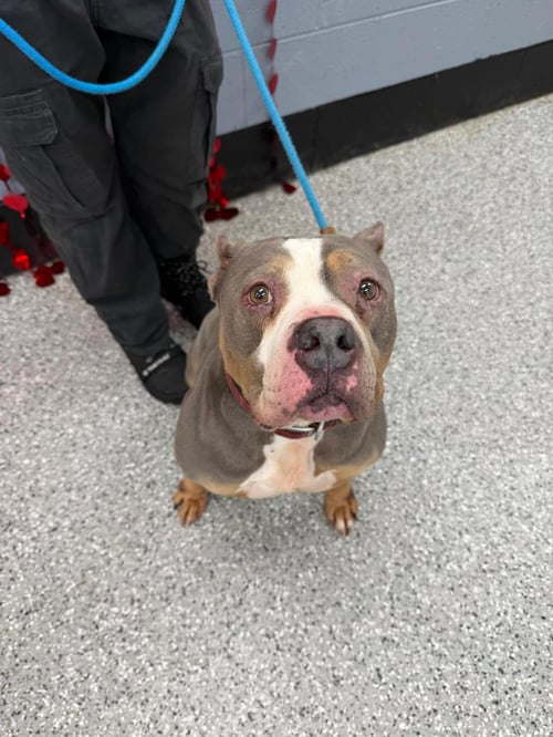 SOSA - American Staffordshire Terrier available for adoption