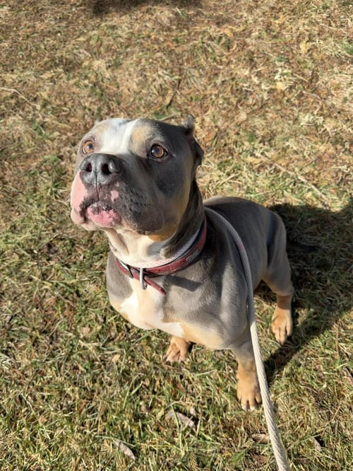 SOSA - American Staffordshire Terrier available for adoption