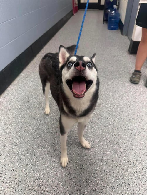 SHADOW - Husky available for adoption