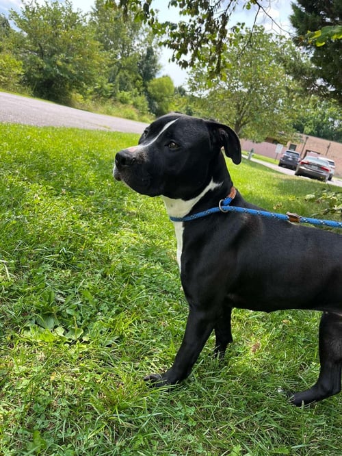 CHARLOTTE - Pit Bull Terrier available for adoption