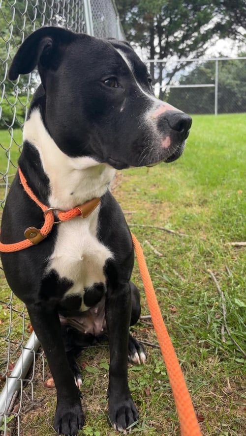 CHARLOTTE - Pit Bull Terrier available for adoption