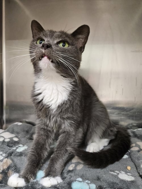 SAOIRSE - Domestic Short Hair available for adoption