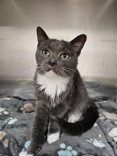 SAOIRSE - Domestic Short Hair available for adoption