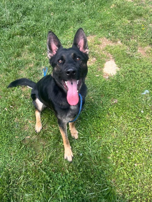 ROCCO - Shepherd available for adoption