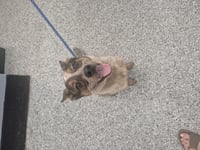 Scout - Photo 1