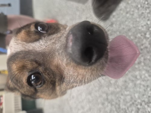 SCOUT - Red Heeler / Eurasier available for adoption