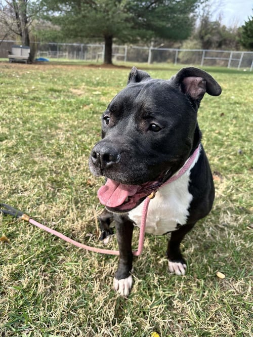 GILBERT - American Staffordshire Terrier available for adoption
