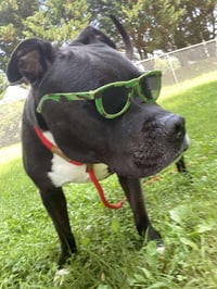 Gilbert - Photo 4
