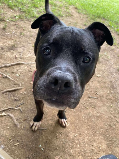 GILBERT - American Staffordshire Terrier available for adoption