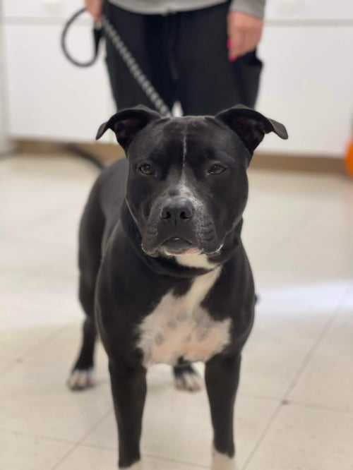 PAKA (MERLE) - Pit Bull Terrier available for adoption