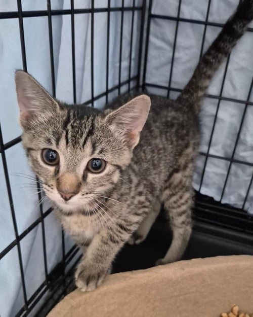 CAROLINA REAPER PEPPER-DARKER TABBY - Domestic Short Hair available for adoption