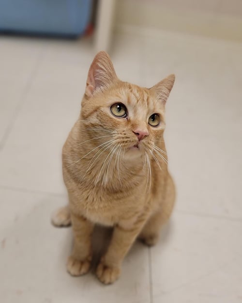 TABBY - Domestic Short Hair available for adoption