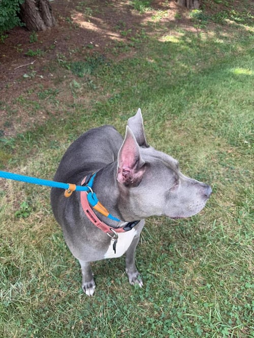 ACE - Pit Bull Terrier available for adoption