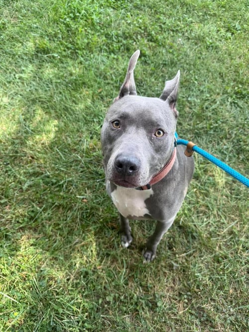 ACE - Pit Bull Terrier available for adoption