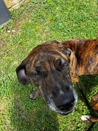 Molly - Photo 3