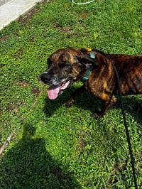 Molly - Photo 4