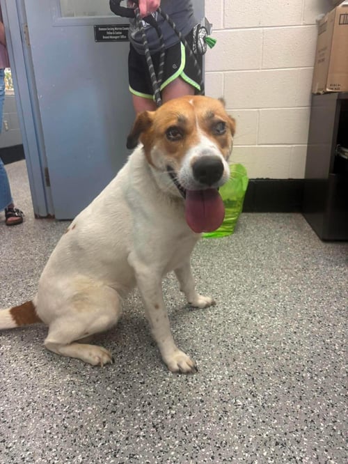 SCARLETT - Hound / Eurasier available for adoption
