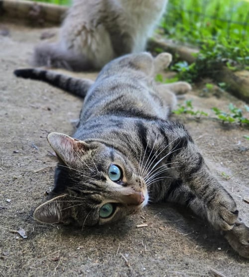 CARIBOU - Domestic Short Hair available for adoption