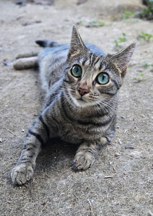 CARIBOU - Domestic Short Hair available for adoption