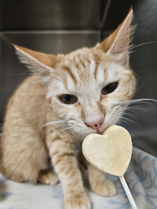 MANUKA - Domestic Short Hair available for adoption