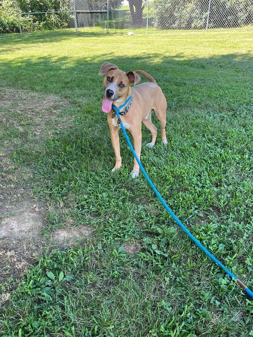 BROWN BEAR - American Staffordshire Terrier available for adoption