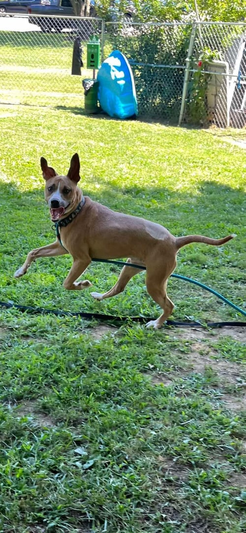 BROWN BEAR - American Staffordshire Terrier available for adoption