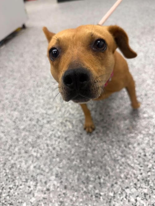 SKYE - Chihuahua / Eurasier available for adoption