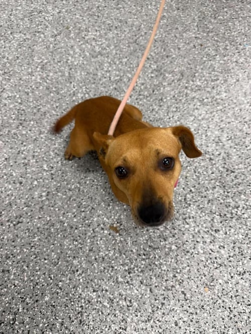 SKYE - Chihuahua / Eurasier available for adoption