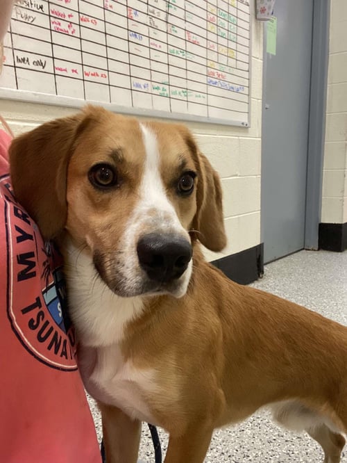HAMBONE - Beagle / Eurasier available for adoption
