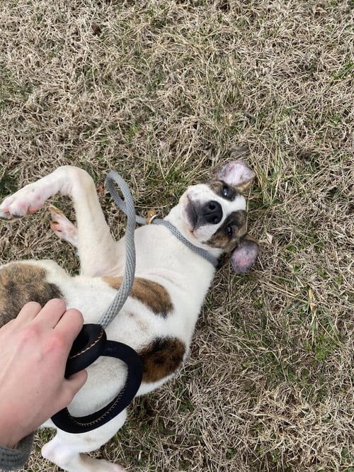LAINEY - American Staffordshire Terrier / Eurasier available for adoption