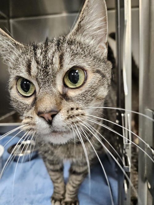 PIGLET - Domestic Short Hair available for adoption