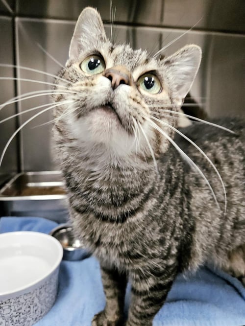 PIGLET - Domestic Short Hair available for adoption