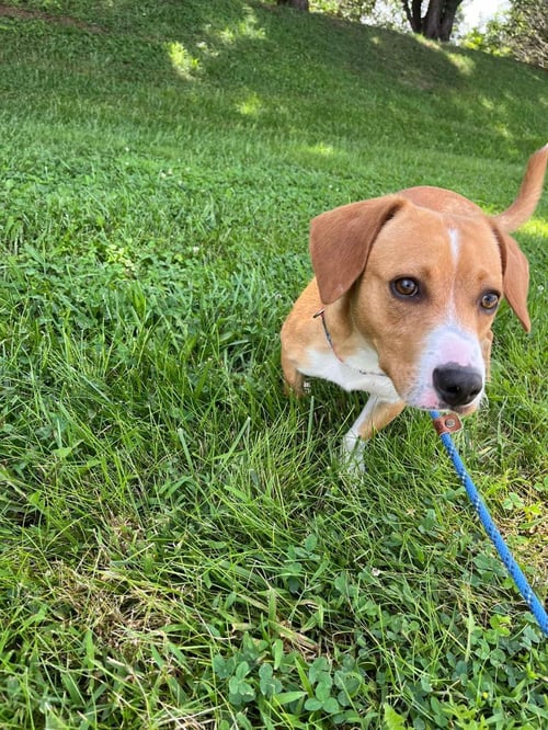 OZZY - Beagle / Eurasier available for adoption