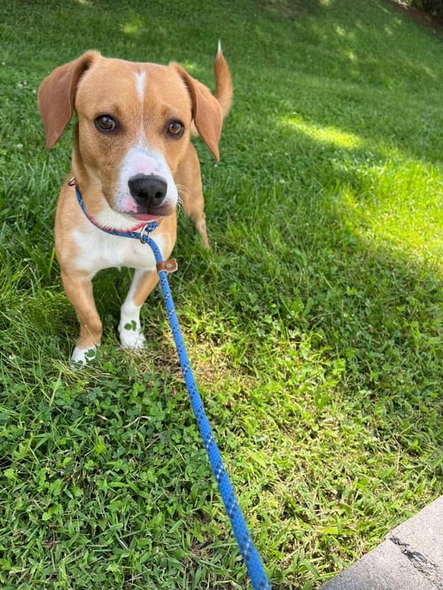 OZZY - Beagle / Eurasier available for adoption