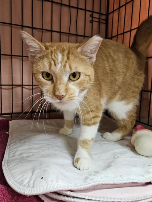 ELVA - Domestic Short Hair available for adoption