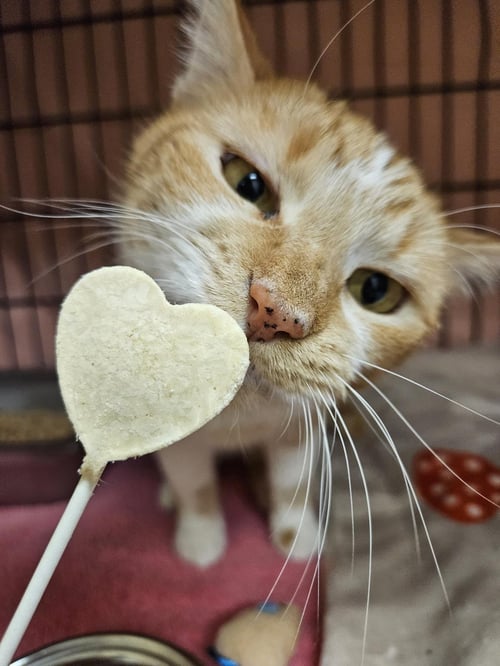 ELVA - Domestic Short Hair available for adoption